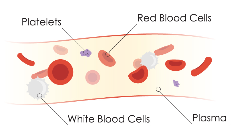 diagram of vein and blood components